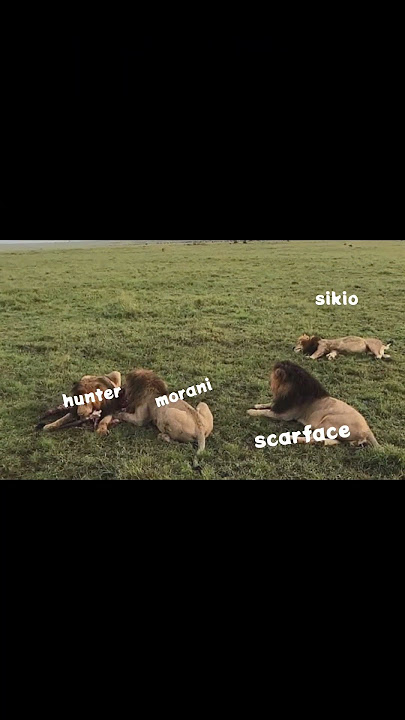 4 musketeers Lions💀🥶🤫😬💀🥶💀 #trendingshorts #usashorts #ukshort #music #bkffofficial1 #lyunaff