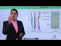 Anatomy of flowering plant - Xylem Structure and Function - Hindi