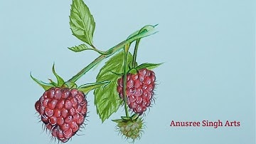 Drawing Raspberry with colour pencils | Colour Pencil drawing.