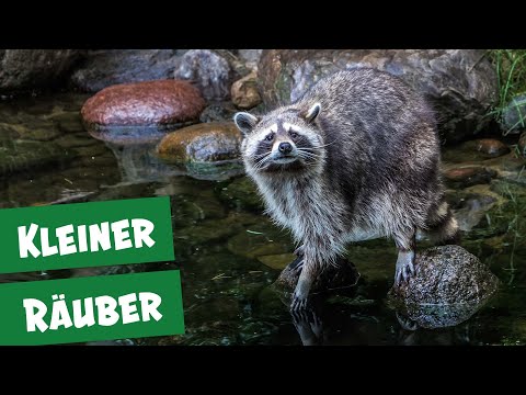 Video: Wann fressen Waschbären?