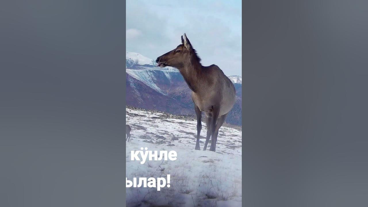 бебебебебебебебру нюхай нюхай бебру - YouTube