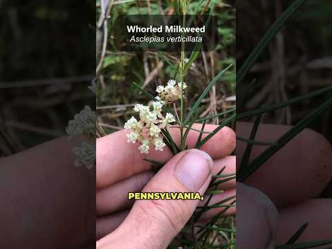 This delicate Milkweed