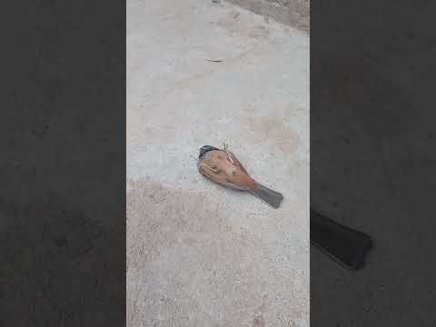 طائر طبيبط تبيبط الحمير في حالة غريبة جدا الترضخ يمينا ويسارا من منكم يعلم هذه الحالة