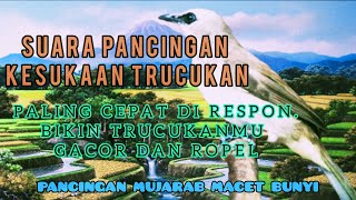 Suara Pancingan Kesukaan Burung Trucukan || Paling Cepat Direspon Bikin Trucukanmu Gacor dan Ropel