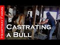 Castrating a Young Bull: the Nitty Gritty of Farm Life | Heartway Farms