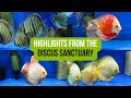 5 minute relaxing compilation from the discus sanctuary  ip discus jagger discus  more