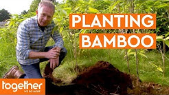 How to Plant Bamboo | The Great British Garden Revival