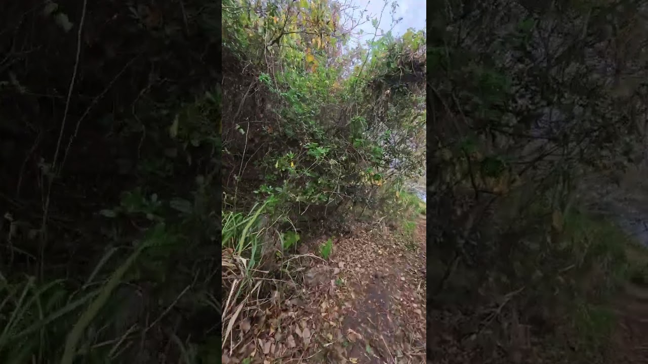 Serenity by the Japanese Lakeside 🌙🎣 | 静かな湖の釣り旅 - YouTube