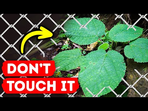 Video: Veh is not only a dangerous plant