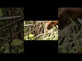 serunya mencari anak cigun asli dari hutan