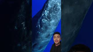 Cachalotes e Lulas gigantes