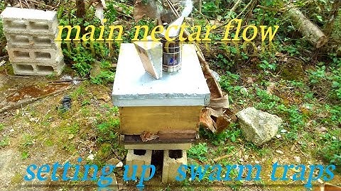 swarm season, making swarm traps