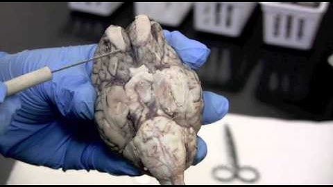 Sheep Brain Dissection Pt. 1 0f 2