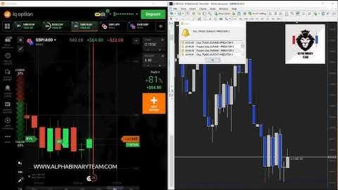 PREDATOR X LIVE IQOPTION BINARY TRADING