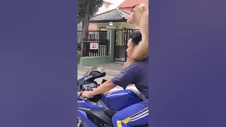 monkey riding the bike 🏍️🛵  #funny #monkey #shortsfeed