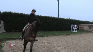 Le contre-galop à cheval - Equidia Life