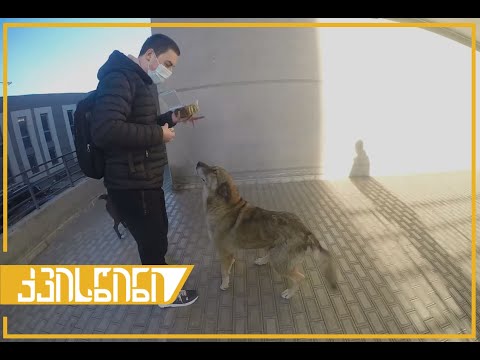 ვეხმარებით ჩვენს ოთხფეხა მეგობრებს | ქვისწინი