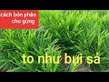 Kỹ thuật bón phân cho gừng đạt năng suất cao