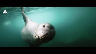 Antarctica Trailer by Greg Lecoeur, Florian Fisher & Guillaume Nery
