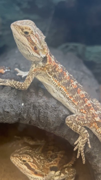 Do Bearded Dragons Make Good Pets Do bearded Dragons Make Good Pets ? - YouTube