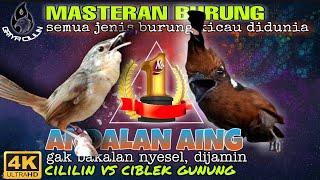 Masteran Cililin vs Ciblek Gunung Ngebren _ masteran segala burung kicau