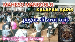 MAHESO MANGGOLO KALAPAN sadiss orat arit pagar. live srigading lawang