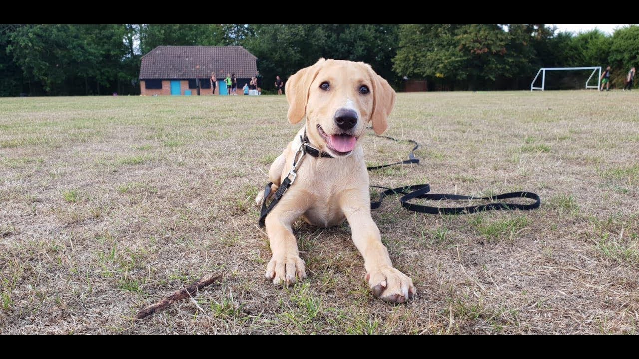 3 month old yellow lab