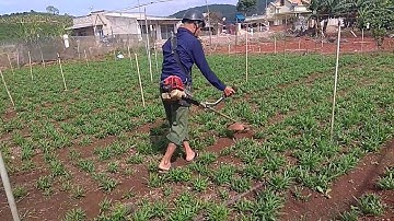 Máy làm cỏ tự chế từ máy phát cỏ rất hay và độc đáo