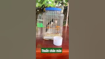 Cách thuần chào mào nhanh nhất bằng bình nhựa 5lit #chaomao #thuanchaomao