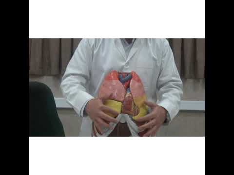 Persian Anatomy, Respiratory system سیستم تنفس بزبان فارسی Trachea, Bronchus and Lung