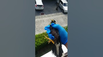 Scared common myna screaming after been cathed in birdtrap(released after)