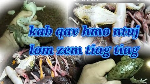 kuv mus pos qav hmo ntuj lom zem kawg kiag 20/4/2021