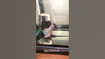 Nguồn sưu tầm video cá cảnh la hán, kamfa, cá cảnh bình dương, thức ăn cá cảnh.