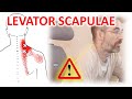 Levator scapulae muscle causing shoulder blade pain: what causes pain, how to stretch the muscle.