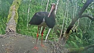 SURPRISE Ogris is back for a farewell from his nest 12 06 PM 16