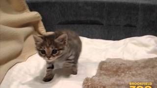 Cute Black-footed Cat at Brookfield Zoo