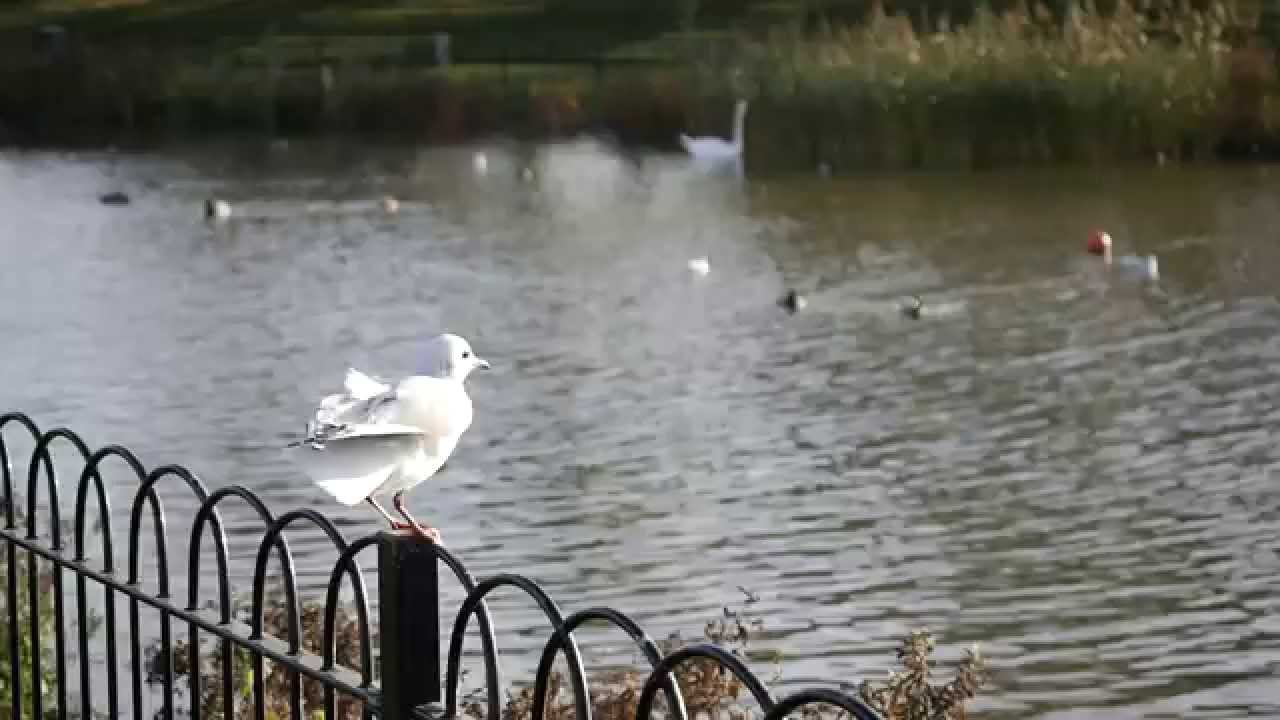 Seagul in Slow motion on Panasonic Lumix GH4 by GRVO TV.