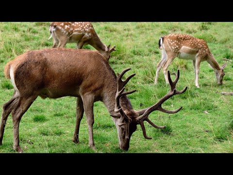 🐎🐐🐘Nature Animals (သဘာဝတိရိစ္ဆာန်များ)🐘🐐🐎