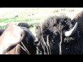 Bison Behavior