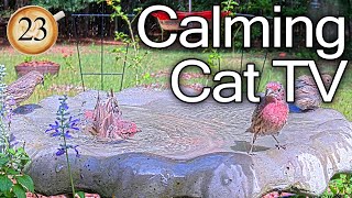 Ep. 23 Cat Tv 😻 Birds in the Birdbath | NO Interruptions | 🐦Birds Chirping and Splashing