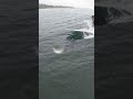 Excellent longboard session #shorts #shortvideo #subscribe #beach #fun #time #birthday #waves #sky