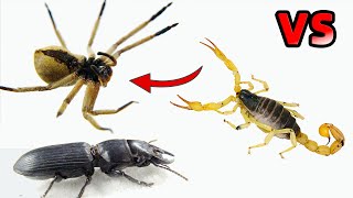 蠍子 vs 獵人蜘蛛 vs 巨螻步甲 - Scorpion vs Hunter Spider vs Warrior Beetle