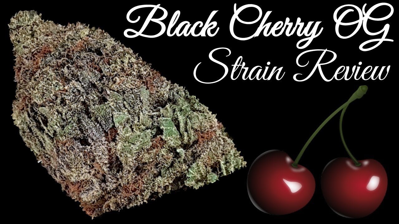 Black Cherry OG OFFICIAL Strain Review 🍒🍒🍒 YouTube