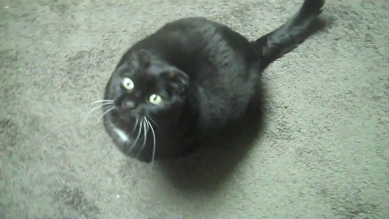 Cat Screams At Me For My Food YouTube
