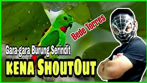 Birding In Singapore | Serindit Bird | Hanging Parrot | Shoutout (Sabahan Youtuber Vlog)
