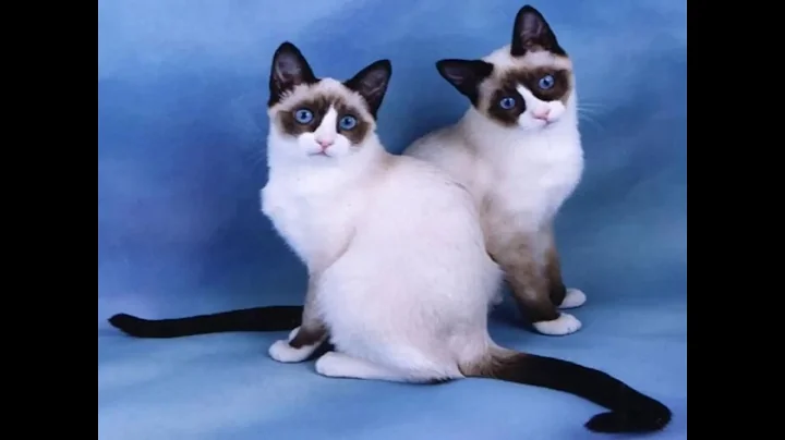 Video 305671: snowshoe cat breed, cats snowshoe kittens, cat living