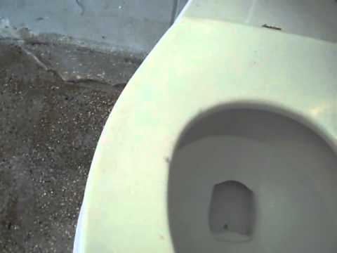 2647 American Standard Madera Toilet 45 Moms Pov 2647 American Standard Madera Toilet 45 Moms Pov