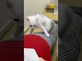 弟猫は人間の上に乗るのが大好きなんです