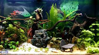 Relaxing Aquarium Fish And Amazing Relaxing Music With The Sound Of Aquarium Water