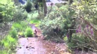 Shiba inu Loki by JustDuff 90 views 11 years ago 1 minute, 41 seconds